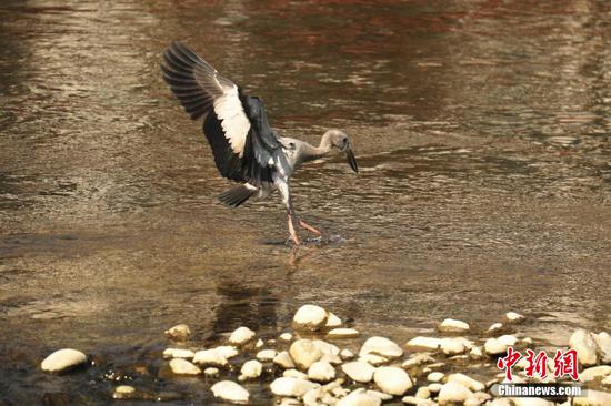 图为钳嘴鹳正在河里觅食。