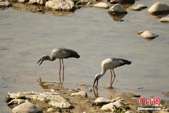 图为钳嘴鹳正在河里觅食。
