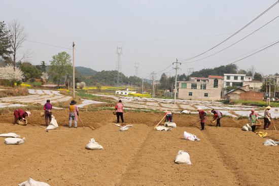 群众抢抓黄金时节种植小黄姜 群众抢抓黄金时节种植小黄姜