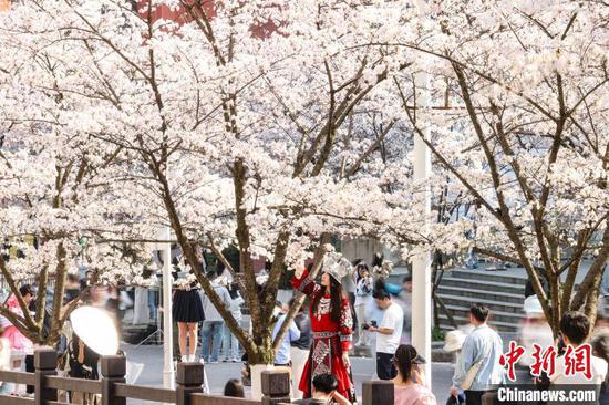 3月27日，贵州大学盛开的樱花吸引师生观赏、拍照。近日，位于贵州省贵阳市花溪区的贵州大学校园内樱花盛开，吸引师生赏花、拍照。中新社记者 瞿宏伦 摄