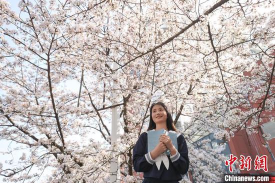 3月27日，一名学生在盛开的樱花树下拍照。近日，位于贵州省贵阳市花溪区的贵州大学校园内樱花盛开，吸引师生赏花、拍照。中新社记者 瞿宏伦 摄