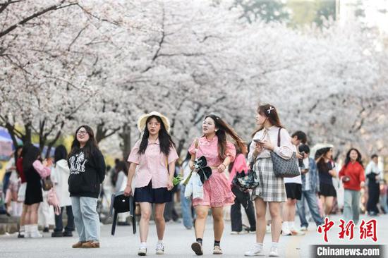 3月27日，学生从樱花树下走过。近日，位于贵州省贵阳市花溪区的贵州大学校园内樱花盛开，吸引师生赏花、拍照。中新社记者 瞿宏伦 摄