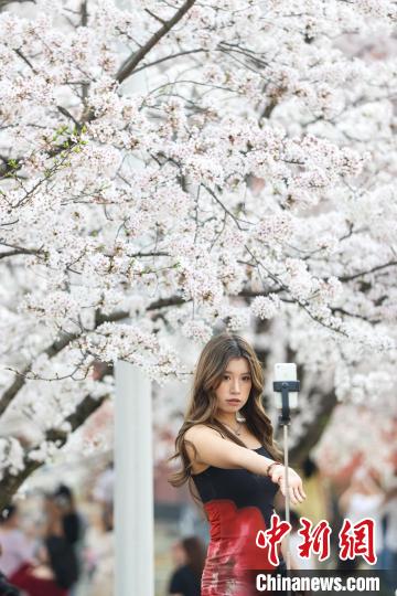 3月27日，一名学生在盛开的樱花树下自拍。近日，位于贵州省贵阳市花溪区的贵州大学校园内樱花盛开，吸引师生赏花、拍照。中新社记者 瞿宏伦 摄