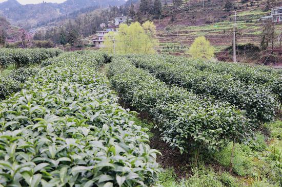 亮岩镇太极村茶叶基地