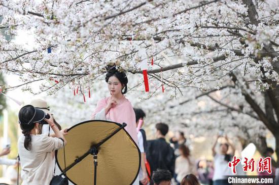 3月27日，学生在盛开的樱花树下拍照。近日，位于贵州省贵阳市花溪区的贵州大学校园内樱花盛开，吸引师生赏花、拍照。中新社记者 瞿宏伦 摄
