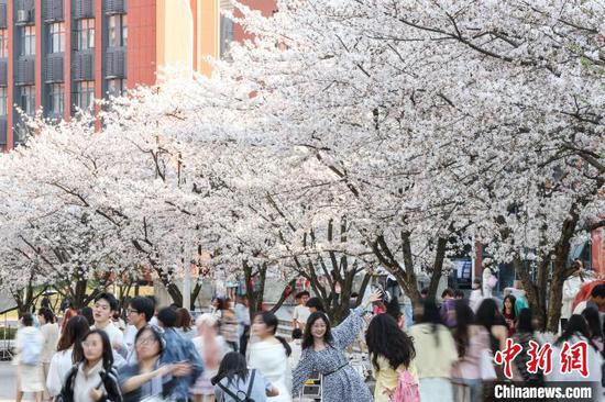 3月27日，贵州大学盛开的樱花吸引师生观赏、拍照。近日，位于贵州省贵阳市花溪区的贵州大学校园内樱花盛开，吸引师生赏花、拍照。中新社记者 瞿宏伦 摄