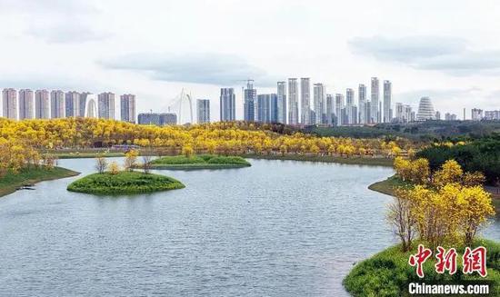 近日,南宁市各大公园和绿地的黄花风铃木争相绽放,城市如换上了黄色的新衣,春景美如画。黄云峰 摄 近日,南宁市各大公园和绿地的黄花风铃木争相绽放,城市如换上了黄色的新衣,春景美如画。黄云峰 摄