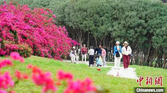 近日,南宁市邕江南岸公园的三角梅绚烂盛放。李芊 摄 近日,南宁市邕江南岸公园的三角梅绚烂盛放。李芊 摄