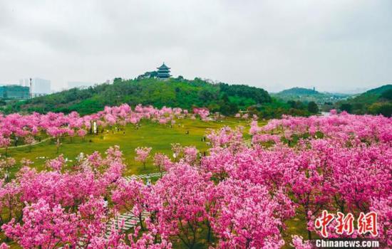 南宁青秀山风景区的樱花怒放,人们徜徉其中如同坠入粉色浪漫花海。江威颖 摄 南宁青秀山风景区的樱花怒放,人们徜徉其中如同坠入粉色浪漫花海。江威颖 摄