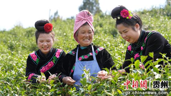 剑河县太拥镇翁王白茶园内,采茶工正在采收鲜茶。 彭开燚 摄 剑河县太拥镇翁王白茶园内,采茶工正在采收鲜茶。 彭开燚 摄