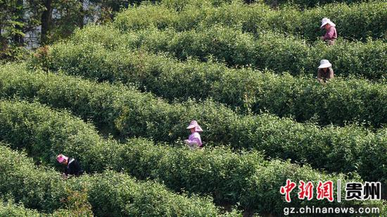 采茶工们穿梭在一垄垄翠绿的茶树间,忙着采摘明前茶鲜叶。彭开燚 摄 采茶工们穿梭在一垄垄翠绿的茶树间,忙着采摘明前茶鲜叶。彭开燚 摄