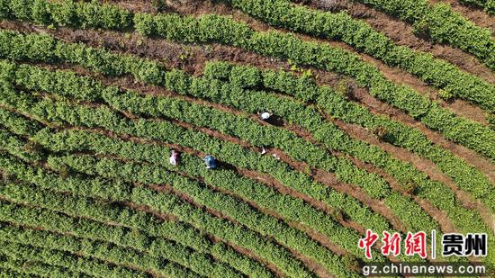 采茶工们穿梭在一垄垄翠绿的茶树间,忙着采摘明前茶鲜叶。彭开燚 摄 采茶工们穿梭在一垄垄翠绿的茶树间,忙着采摘明前茶鲜叶。彭开燚 摄