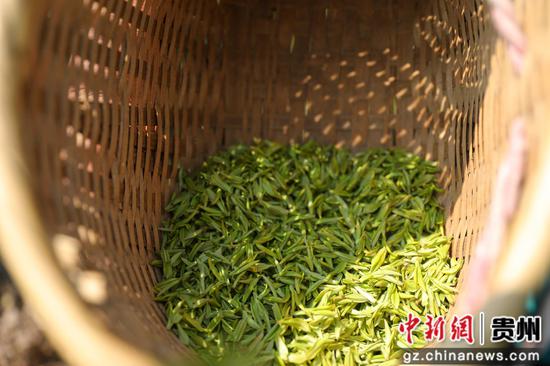 刚采收的明前茶鲜叶。杨婷 摄 (1) 刚采收的明前茶鲜叶。杨婷 摄 (1)