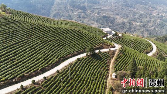 剑河县太拥镇翁王白茶园航拍。彭开燚 摄 剑河县太拥镇翁王白茶园航拍。彭开燚 摄