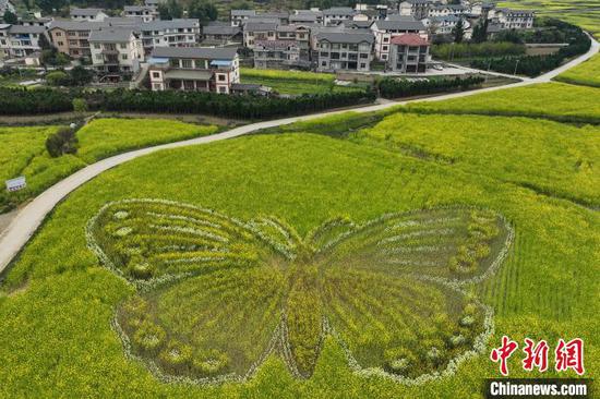 4月2日，航拍贵州省遵义市汇川区团泽镇油菜花田中的巨型“蝴蝶”图案格外醒目。(无人机照片)中新社记者 瞿宏伦 摄