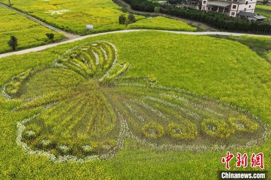4月2日，航拍贵州省遵义市汇川区团泽镇油菜花田中的巨型“蝴蝶”图案格外醒目。(无人机照片)中新社记者 瞿宏伦 摄