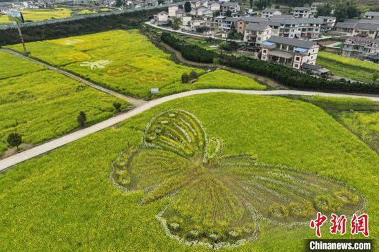 4月2日，航拍贵州省遵义市汇川区团泽镇油菜花田中的巨型“蝴蝶”图案格外醒目。（无人机照片）中新社记者 瞿宏伦 摄