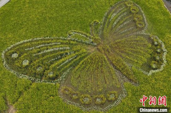 4月2日，航拍贵州省遵义市汇川区团泽镇油菜花田中的巨型“蝴蝶”图案格外醒目。(无人机照片)中新社记者 瞿宏伦 摄