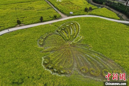 4月2日，航拍贵州省遵义市汇川区团泽镇油菜花田中的巨型“蝴蝶”图案格外醒目。(无人机照片)中新社记者 瞿宏伦 摄