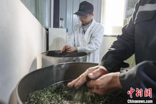4月4日,工人在凤冈县永安镇一家茶企车间揉捻明前茶。 记者 瞿宏伦 摄 4月4日,工人在凤冈县永安镇一家茶企车间揉捻明前茶。 记者 瞿宏伦 摄