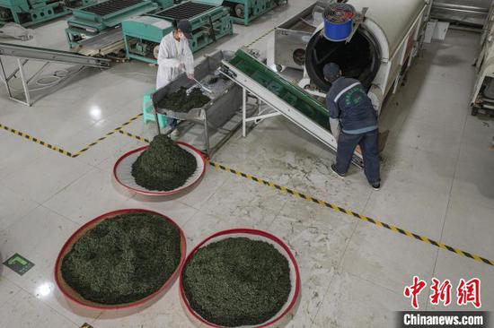 4月4日,工人在凤冈县永安镇一家茶企车间加工明前茶。 记者 瞿宏伦 摄 4月4日,工人在凤冈县永安镇一家茶企车间加工明前茶。 记者 瞿宏伦 摄