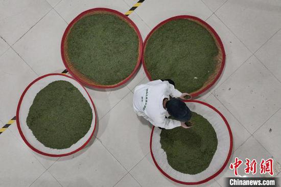 4月4日,工人在凤冈县永安镇一家茶企车间加工明前茶。 记者 瞿宏伦 摄 4月4日,工人在凤冈县永安镇一家茶企车间加工明前茶。 记者 瞿宏伦 摄