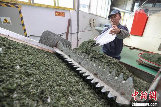 4月4日,工人在凤冈县永安镇一家茶企车间加工明前茶。 记者 瞿宏伦 摄 4月4日,工人在凤冈县永安镇一家茶企车间加工明前茶。 记者 瞿宏伦 摄