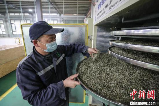 图为4月4日,工人在凤冈县永安镇一家茶企车间查看明前茶制作情况。 记者 瞿宏伦 摄 图为4月4日,工人在凤冈县永安镇一家茶企车间查看明前茶制作情况。 记者 瞿宏伦 摄