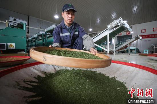 4月4日,工人在凤冈县永安镇一家茶企车间加工明前茶。 记者 瞿宏伦 摄 4月4日,工人在凤冈县永安镇一家茶企车间加工明前茶。 记者 瞿宏伦 摄