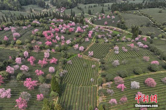 4月4日，航拍贵州省遵义市凤冈县永安镇田坝社区“茶海之心”茶园春日景观。