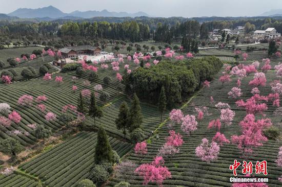 4月4日，航拍贵州省遵义市凤冈县永安镇田坝社区“茶海之心”茶园春日景观。