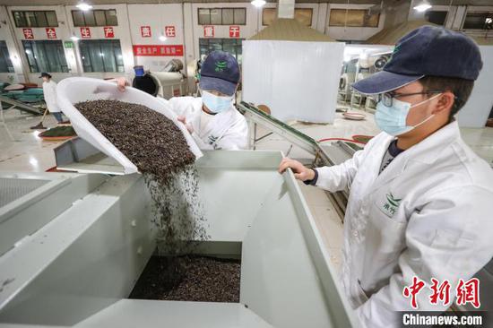 4月4日,工人在凤冈县永安镇一家茶企车间加工明前茶。 记者 瞿宏伦 摄 4月4日,工人在凤冈县永安镇一家茶企车间加工明前茶。 记者 瞿宏伦 摄
