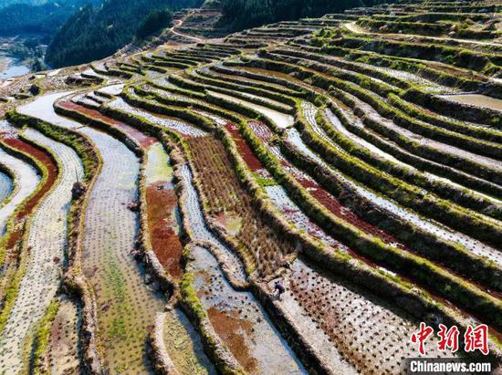 图为刚边壮族乡宰别村的梯田春景。吴德军 摄