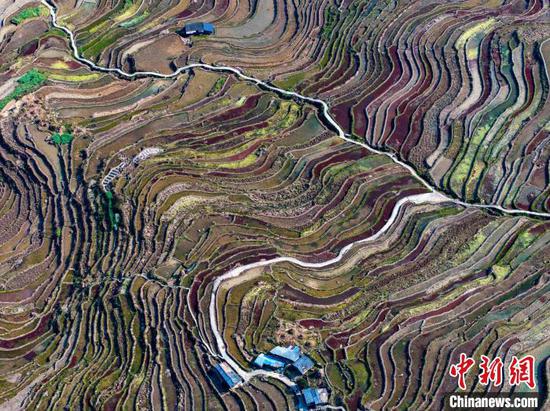 图为刚边壮族乡宰别村的梯田春景。吴德军 摄