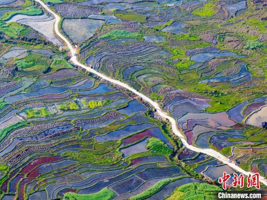 图为刚边壮族乡高麻村的梯田春景。吴德军 摄