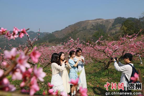 在贵州省剑河县岑松镇塘脚村桃花种植基地，游客在拍照打卡。杨家孟 摄