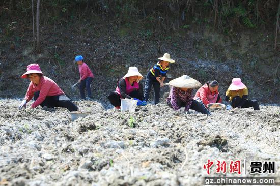 柳寨村村民正在种植威灵仙。杨洁茹 摄 柳寨村村民正在种植威灵仙。杨洁茹 摄