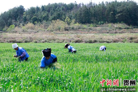 本地村民田地劳作