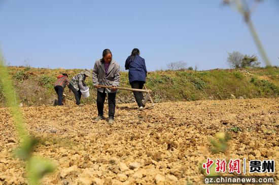4月7日，村民在道真自治县河口镇梅江村高粱种植基地劳作。