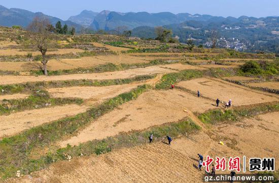 4月7日，村民在道真自治县河口镇梅江村高粱种植基地劳作。