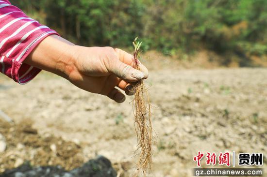 威灵仙苗。杨洁茹 摄 威灵仙苗。杨洁茹 摄