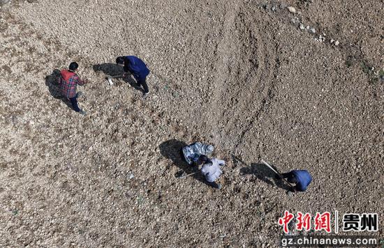 4月7日，村民在道真自治县河口镇梅江村高粱种植基地劳作。