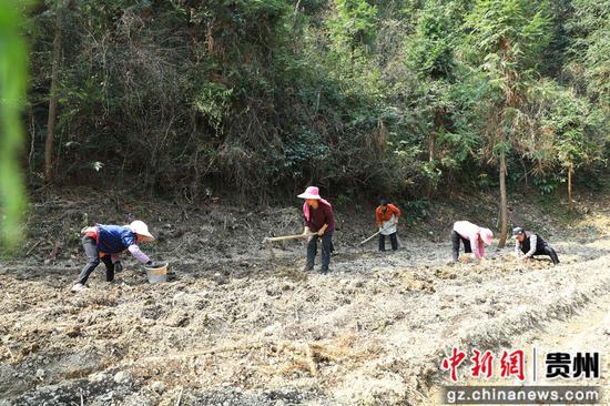柳寨村村民正在种植威灵仙。杨洁茹 摄 柳寨村村民正在种植威灵仙。杨洁茹 摄