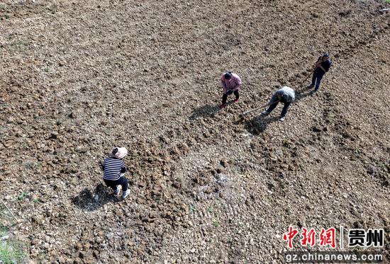 4月7日，村民道真自治县在河口镇梅江村高粱种植基地劳作。
