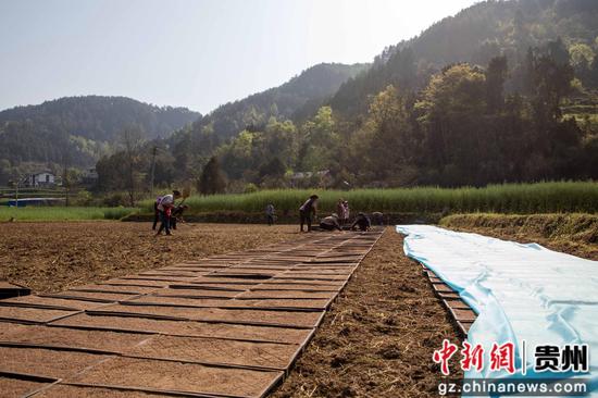 4月7日，村民在道真自治县河口镇梅江村水稻种植基地摆放育苗盘。