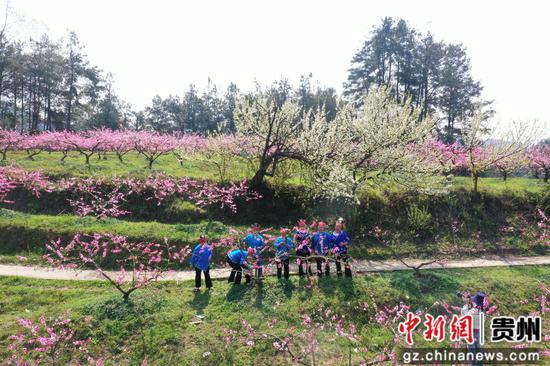 贵州省剑河县岑松镇塘脚村桃花种植基地，村民在赏花。杨家孟 摄