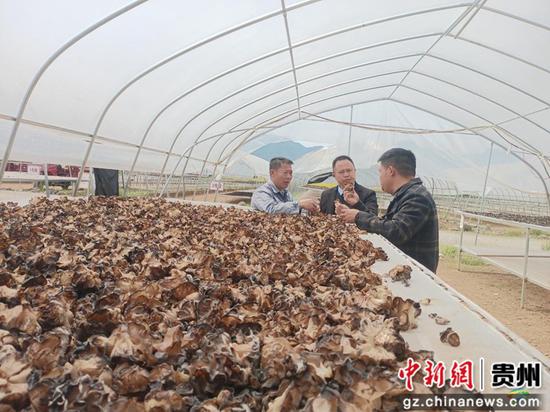 丰收的木耳 梁玉菊摄