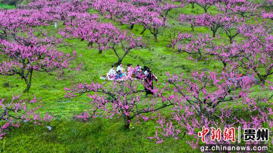 2025年4月6日,在石阡县五德镇团结村,游客在桃园里踏春赏景 2025年4月6日,在石阡县五德镇团结村,游客在桃园里踏春赏景