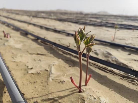 45c3e73b147bd454b5c42415576f27f