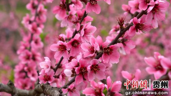 2025年4月6日,石阡县五德镇团结村的桃园景色  吴剑  摄 2025年4月6日,石阡县五德镇团结村的桃园景色  吴剑  摄